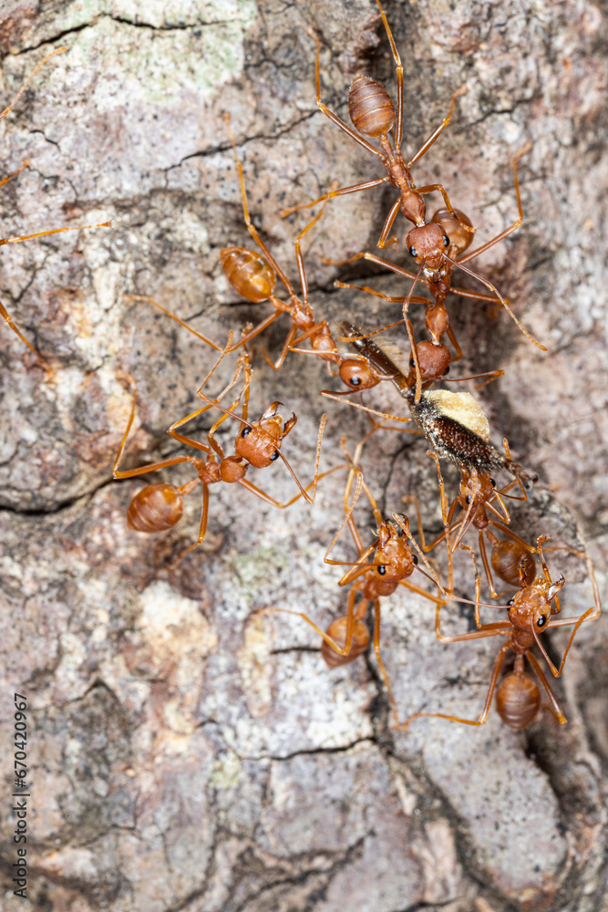 Macro of red ants on tree bark. Macro photo of red ant Macro of red ants on tree bark. Macro photo of red ant