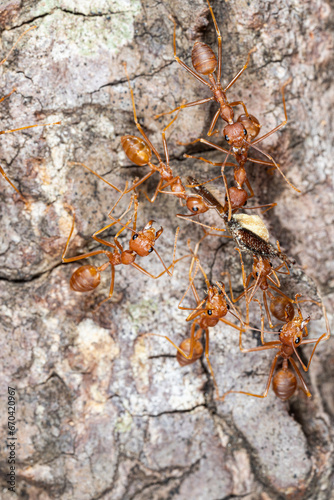 Macro of red ants on tree bark. Macro photo of red ant