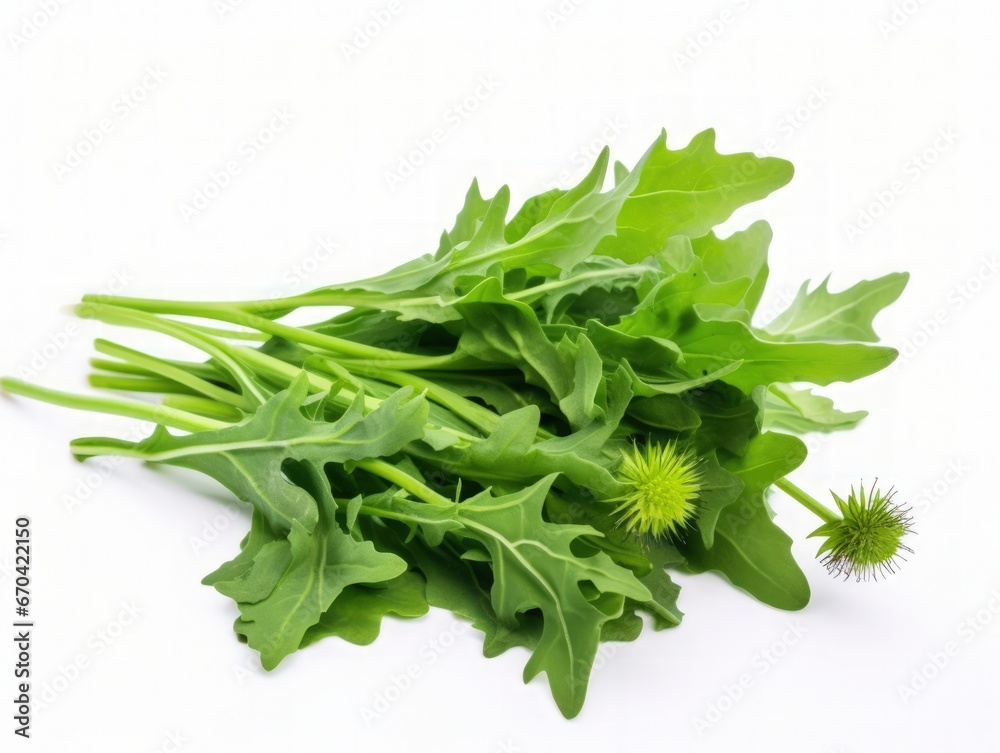 Dandelion leaves isolated on a white background Dandelion leaves isolated on a white background