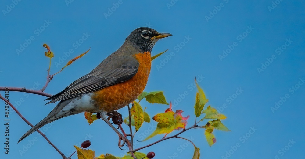 wandering thrush (Turdus migratorius) perched atop a thin branch wandering thrush (Turdus migratorius) perched atop a thin branch
