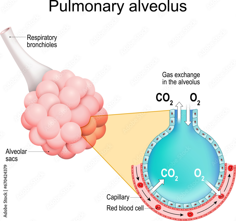 Pulmonary alveoli. gas exchange in a lungs vector de Stock | Adobe Stock