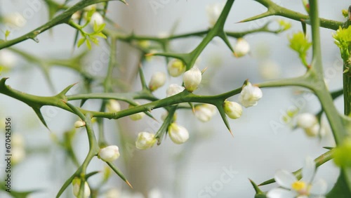 Citrus Trifoliata Or Poncirus Trifoliata. Lively Nature. Poncirus Trifoliata Flowering. Close up. photo