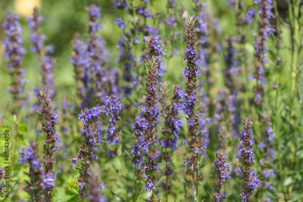 Obraz premium Blooming hyssop (Hyssopus officinalis). Use as kitchen herb.