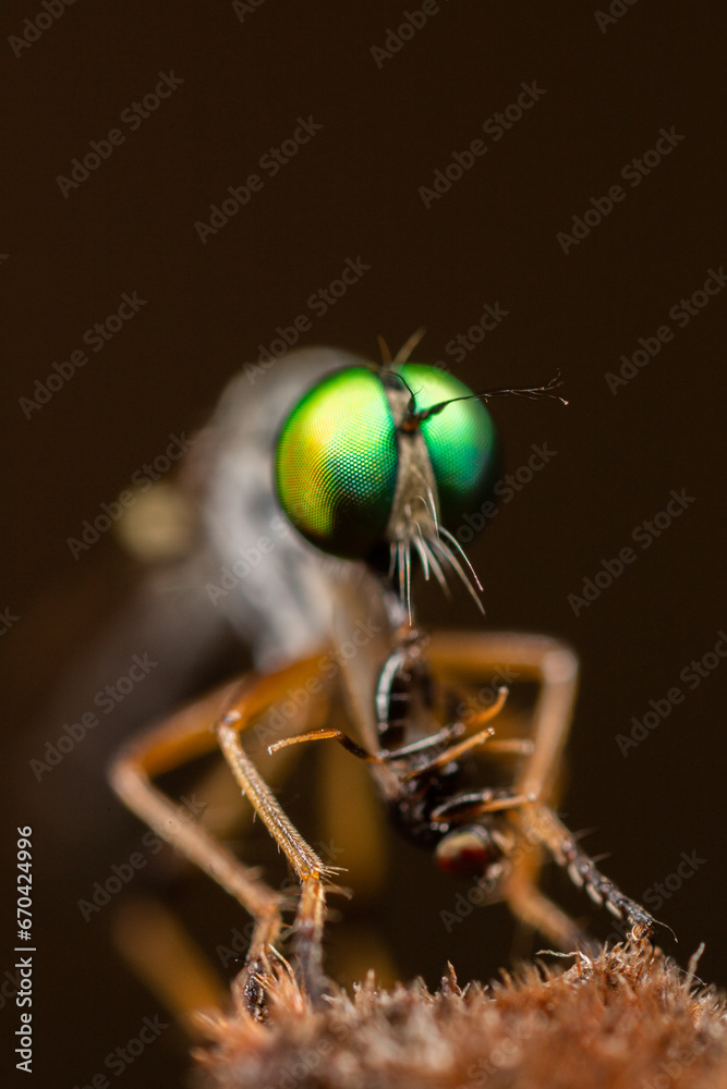 Fototapeta premium Macro shot of a fly on a plant in the garden.