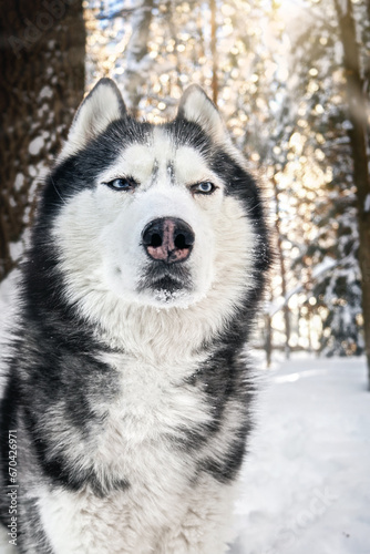 Close-up of the muzzle of a Siberian Husky dog. A sly suspicious expression on the muzzle.