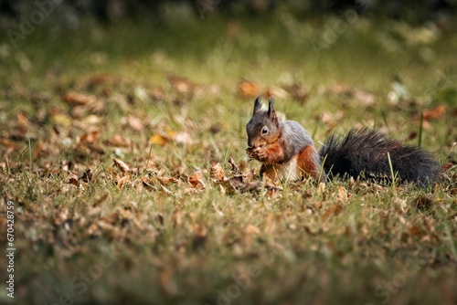 Squirrel happily foraging for food in a lush green field © Wirestock