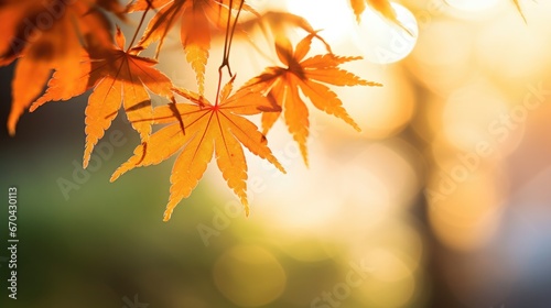 Golden autumn leaves glow under radiant sunlight. Natures beauty in fall season.