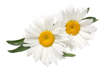 Beautiful chamomile flowers