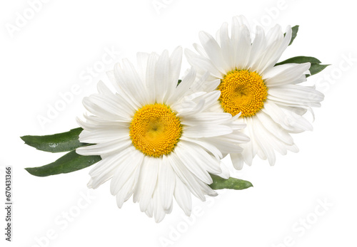Beautiful chamomile flowers