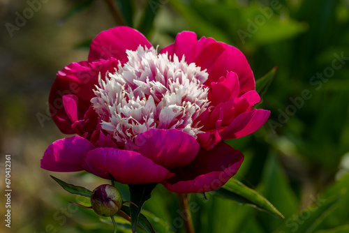 Fototapeta Naklejka Na Ścianę i Meble -  Paeonia lactiflora White Cap in flowers garden