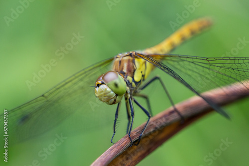 Dragonfly Close Up © Giles