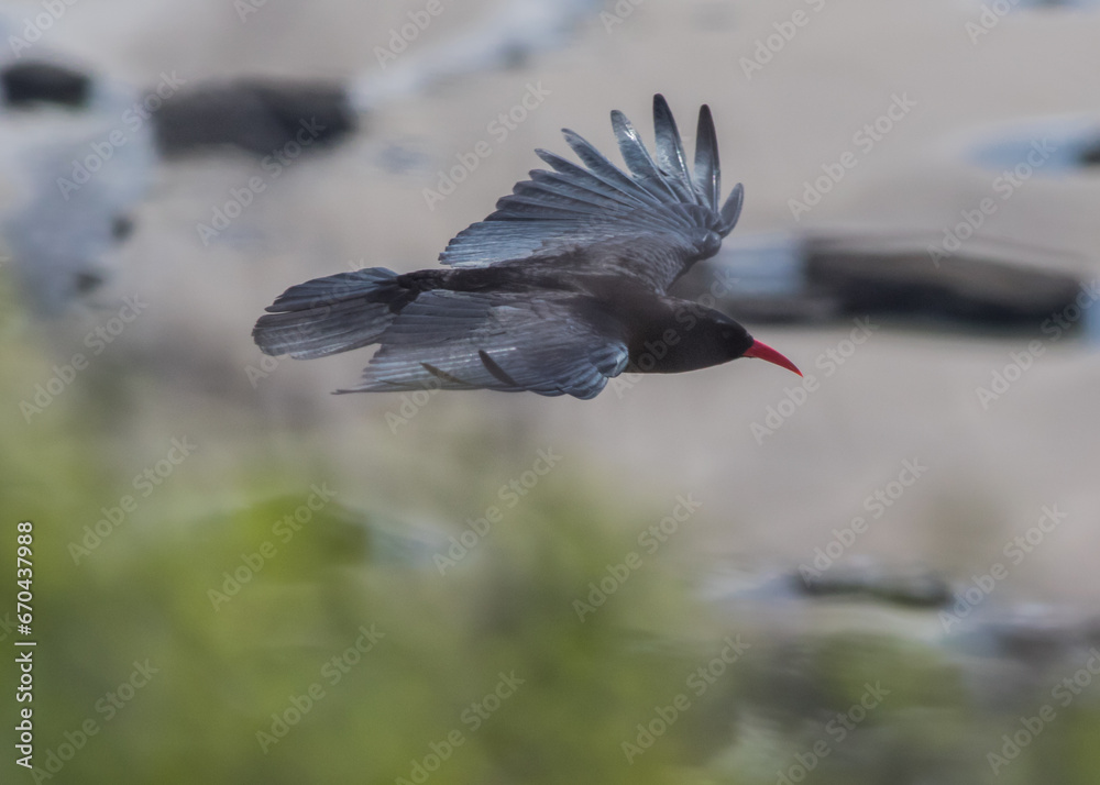 Obraz premium Monknash Chough