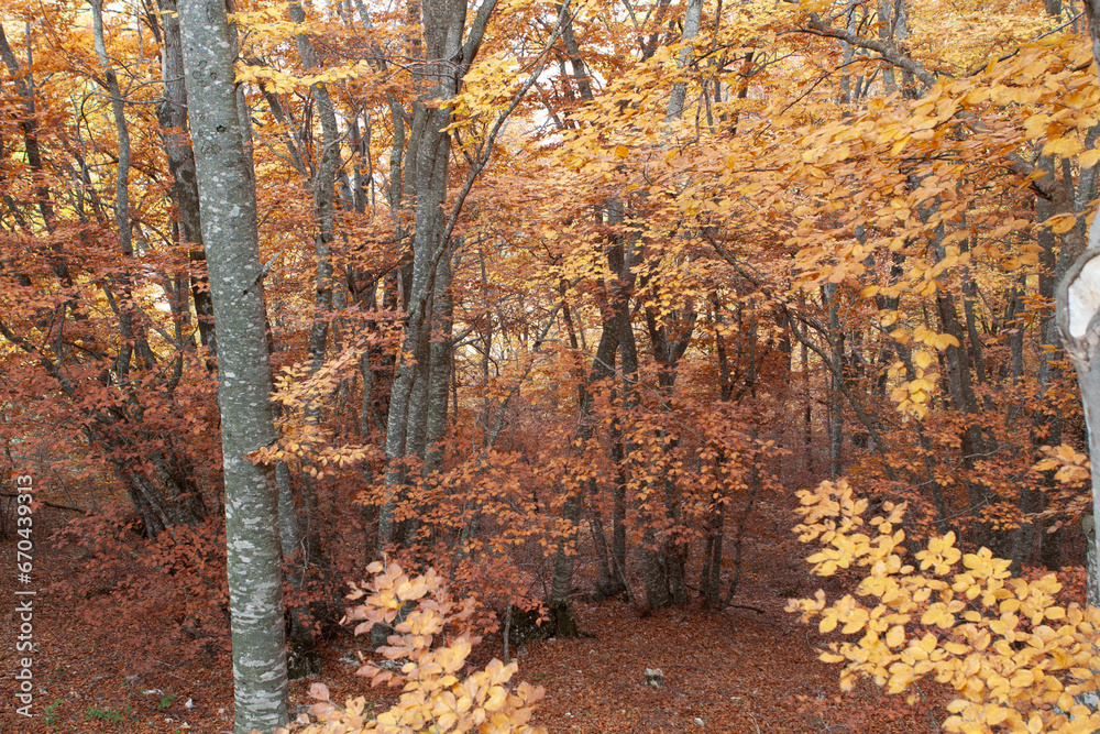 Obraz premium Woods in autumn