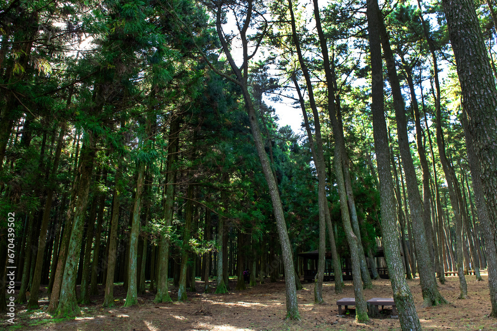 The beautiful Korean landscape of healing forest. The beautiful Korean landscape of healing forest.