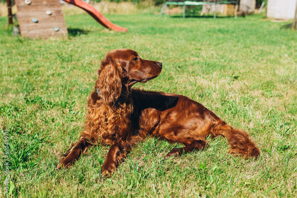 Cute red Irish setter dog resting on green grass in the setting sun. Walk the dog in the summer in the park.