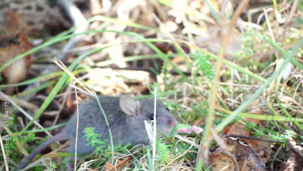 Cat playing with little mouse in backyard, hunts in high grass outdoors. Pet catches rodents. Grey and white cat plays with a mouse in the garden. Concept of natural instincts in pets. Slow motion Cat playing with little mouse in backyard, hunts in high grass outdoors. Pet catches rodents. Grey and white cat plays with a mouse in the garden. Concept of natural instincts in pets. Slow motion
