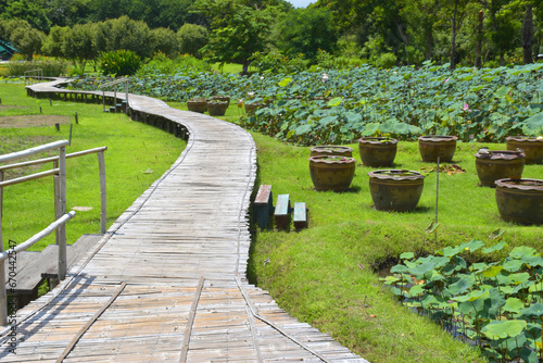 Blooming lotus flowers and wooden bridge near tall buildings in Thailand photo