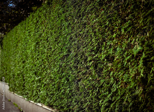 A vibrant green hedge adorning the exterior of a building