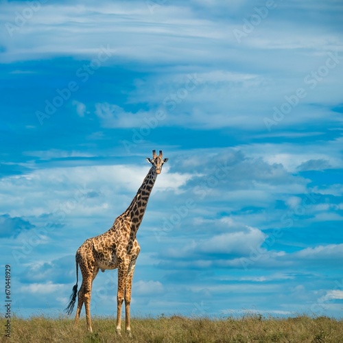 a giraffe is standing alone on the grassy savannah