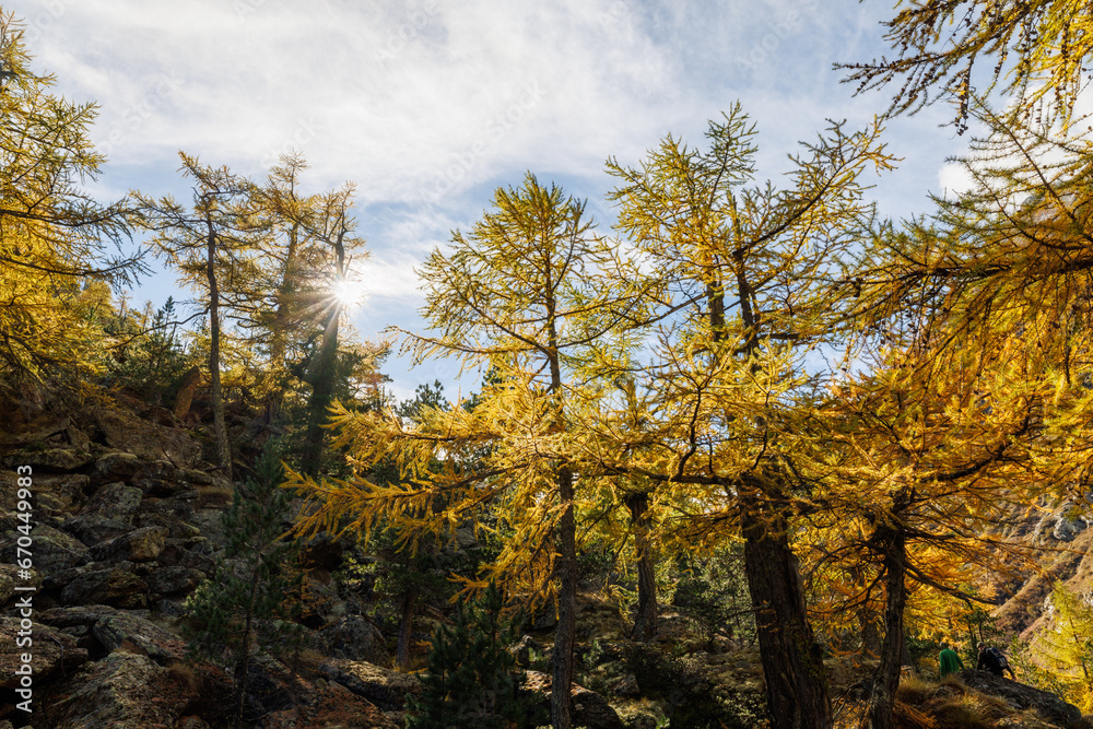 yellow colored European larches (Larix decidua) in autumn in Saastal, Valais