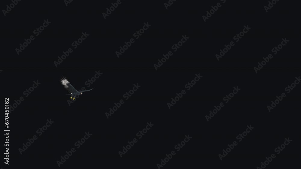 African Eagle - Raptor Bird - Flying Around Loop - I - Realistic 3D animation isolated on transparent background African Eagle - Raptor Bird - Flying Around Loop - I - Realistic 3D animation isolated on transparent background