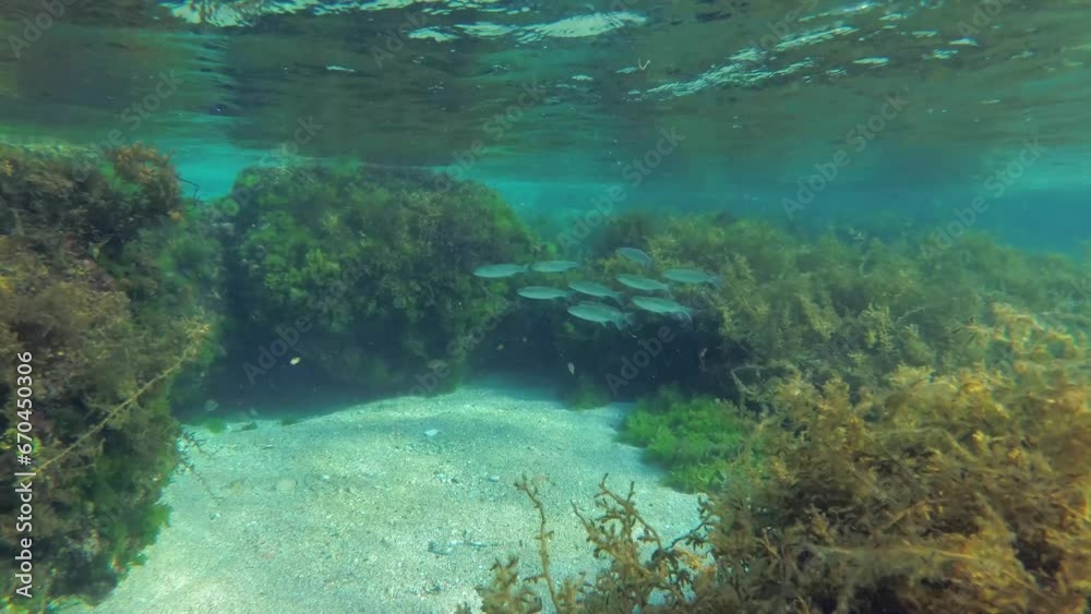 Rocks in shallow water covered with picturesque thickets of brown algae (Cystoseira barbata). Rocks in shallow water covered with picturesque thickets of brown algae (Cystoseira barbata).