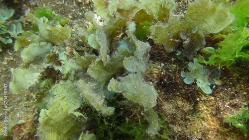 Brown alga bushes swaying in waves: Leafy Flat-blade Alga (Stypopodium schimperi), close-up. photo