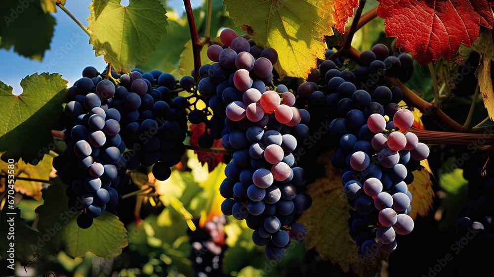 Grapes, vineyard, plump clusters, ripeness, fruitful, lush, organic, abundance, tantalizing. Generated by AI.