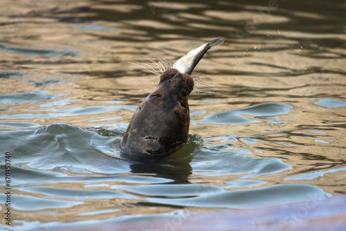 Seal swimming in the water with its head out of the water eating fish