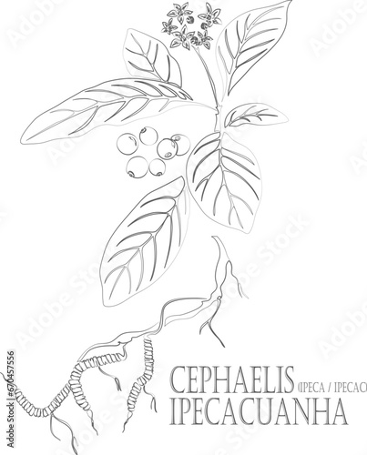 Ipecac vector contour. Cephaelis ipecacuanha plant outline. Set of Cephaelis ipecacuanha root, flowers, berries in Line for pharmaceuticals. Contour drawing of medicinal herbs photo