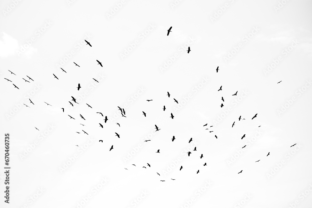 a flock of birds in Tanzania, Africa black and white wall art a flock of birds in Tanzania, Africa black and white wall art