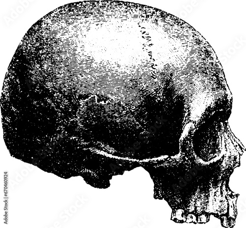 Vintage skull engraving illustration side view