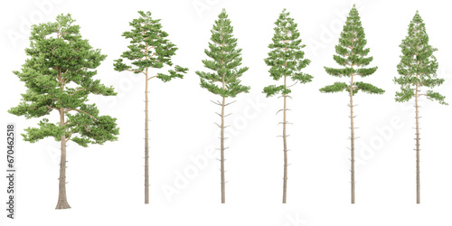 3d rendering of Pinus sylvestris ,pine trees scene creator