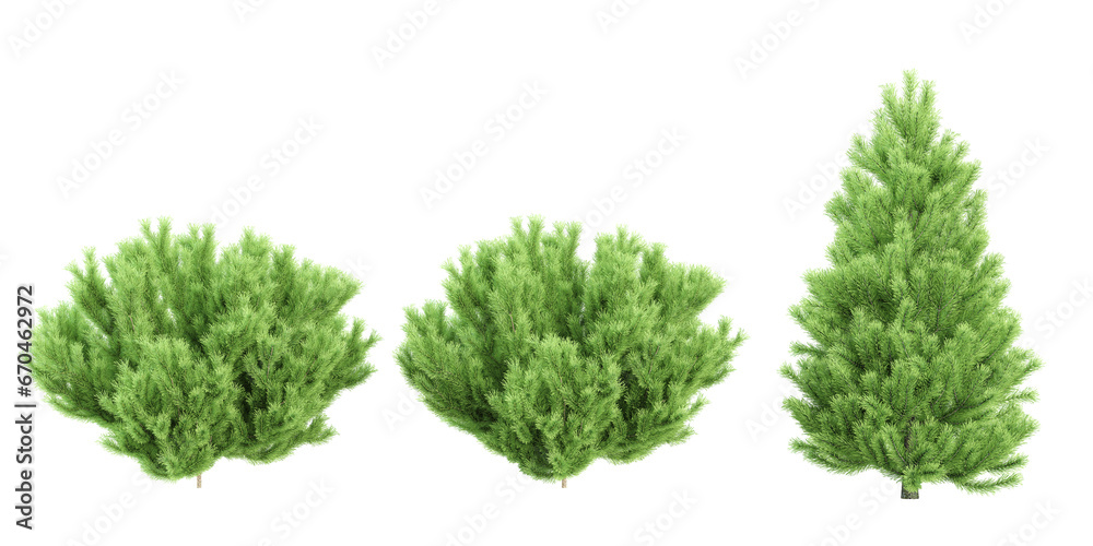 Fototapeta premium set of Rowan,Pine,Box trees on transparent background, 3D rendering