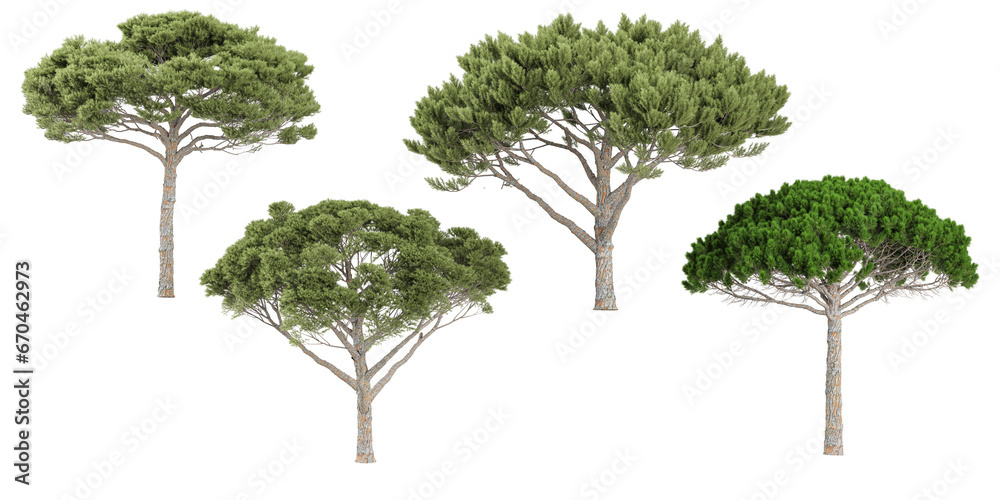 Fototapeta premium Stone pine trees with transparent background, 3D rendering, for illustration, digital composition, architecture visualization