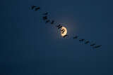 Night's Embrace: Cranes Flying Over Zingst, Pramort Beneath a Luminous Moon