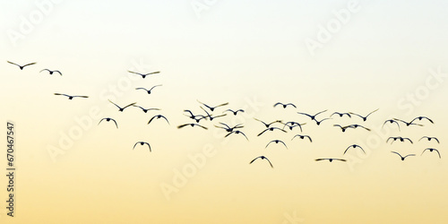 Canvas Print Flock of birds at sunset, Kaziranga National Park, UNESCO World Heritage Site, A