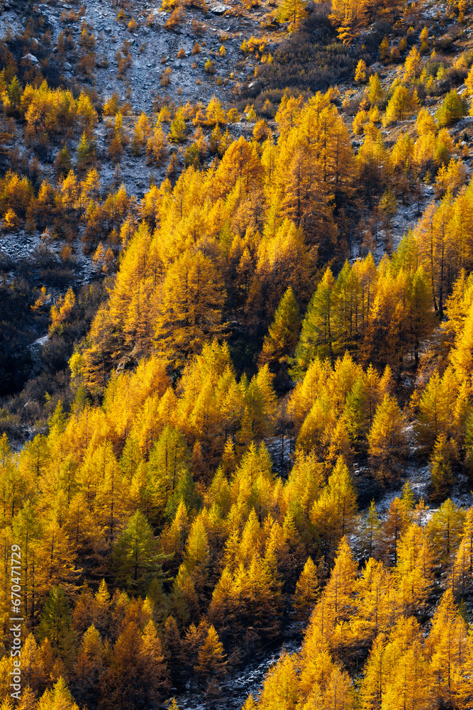 Fototapeta premium forest of yellow colored European larches (Larix decidua) in autumn in Saastal, Valais