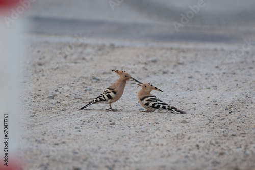 A male eurasian hoopoe feeding a female eurasian hoopoe in the ground