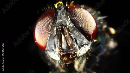 Housefly Close Up revealing complex eye structures, feelers and proboscis  photo