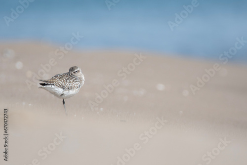 A grey plover sleeping in a sand beach