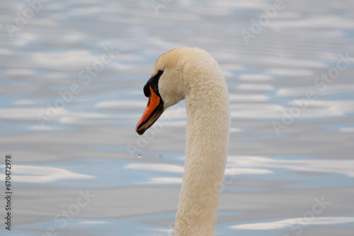 Portrait of a mute swan with water drop under the beak in a lake