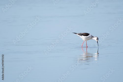 Black-winged stilt eating in blue water background wetland