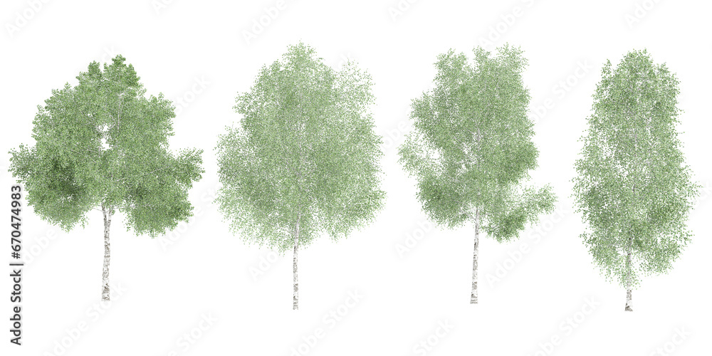 Fototapeta premium Silver birch trees with transparent background, 3D rendering, for illustration, digital composition, architecture visualization