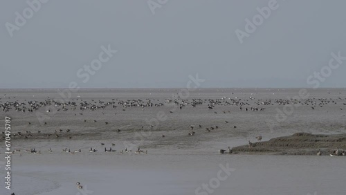 Wadden sea low tide lots of birds photo