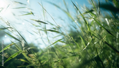 the wind blows leaves of grass bugcore enigmatic tropics low-angle photo