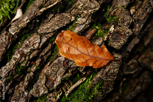 leaf on tree