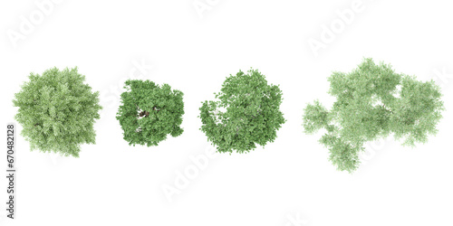 Birch,Cottonwood,Elm Trees top view on white background