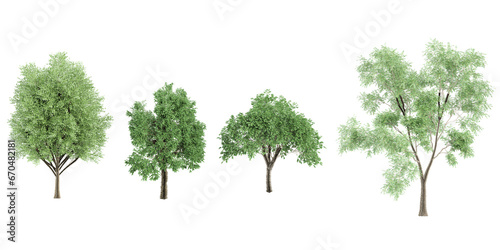 Birch Cottonwood Elm Trees isolated on white background  tropical trees isolated used for architecture