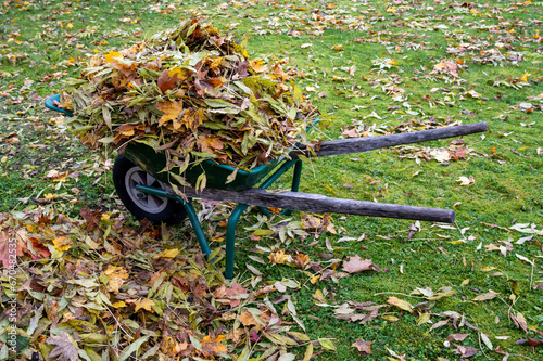 Wheelbarrow full of autumn colored leaves in garden photo